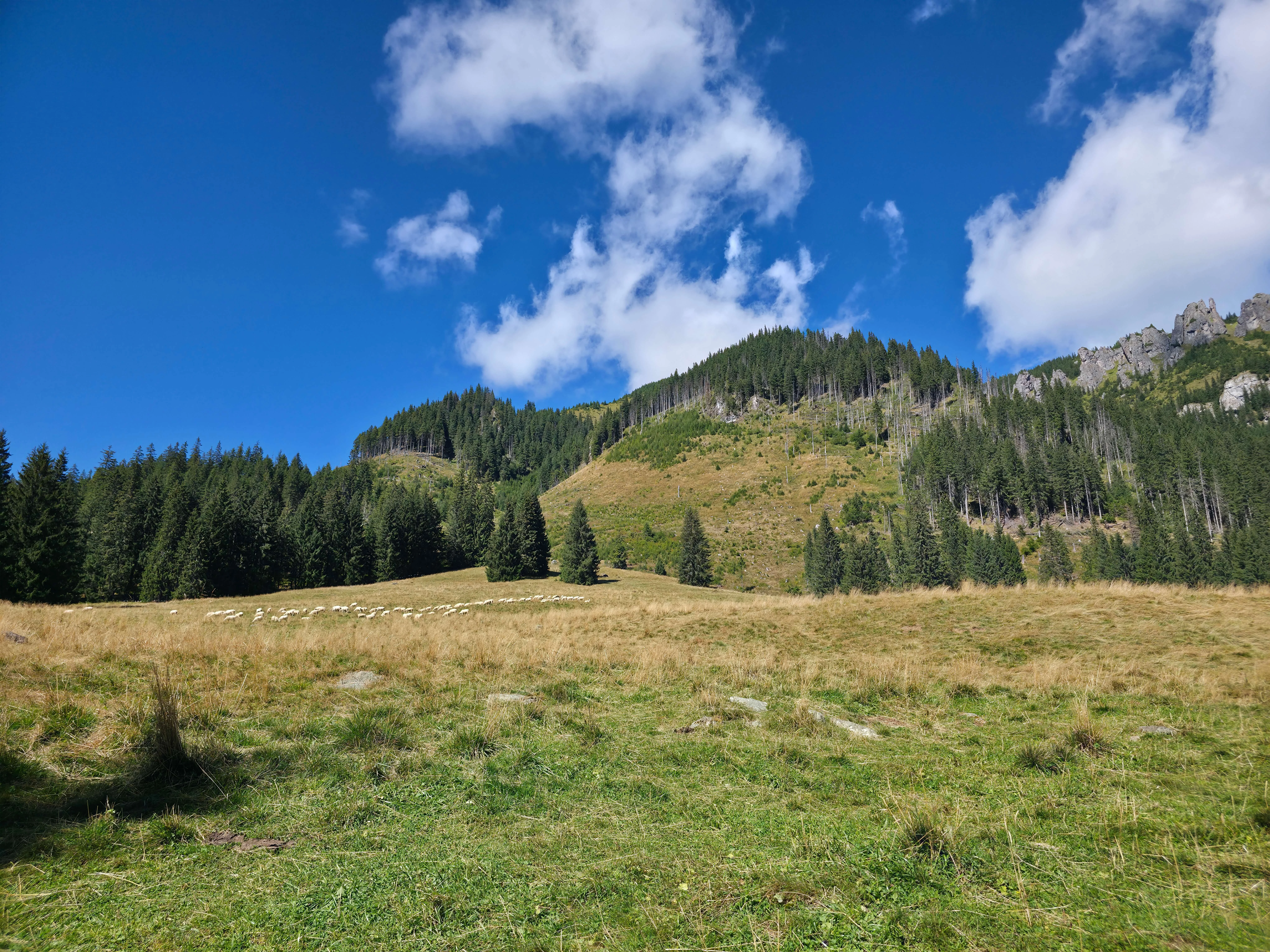 Grzes rakon wrzesien 2026 – Chochołowska Valley, Grześ, Rakoń, photo 3