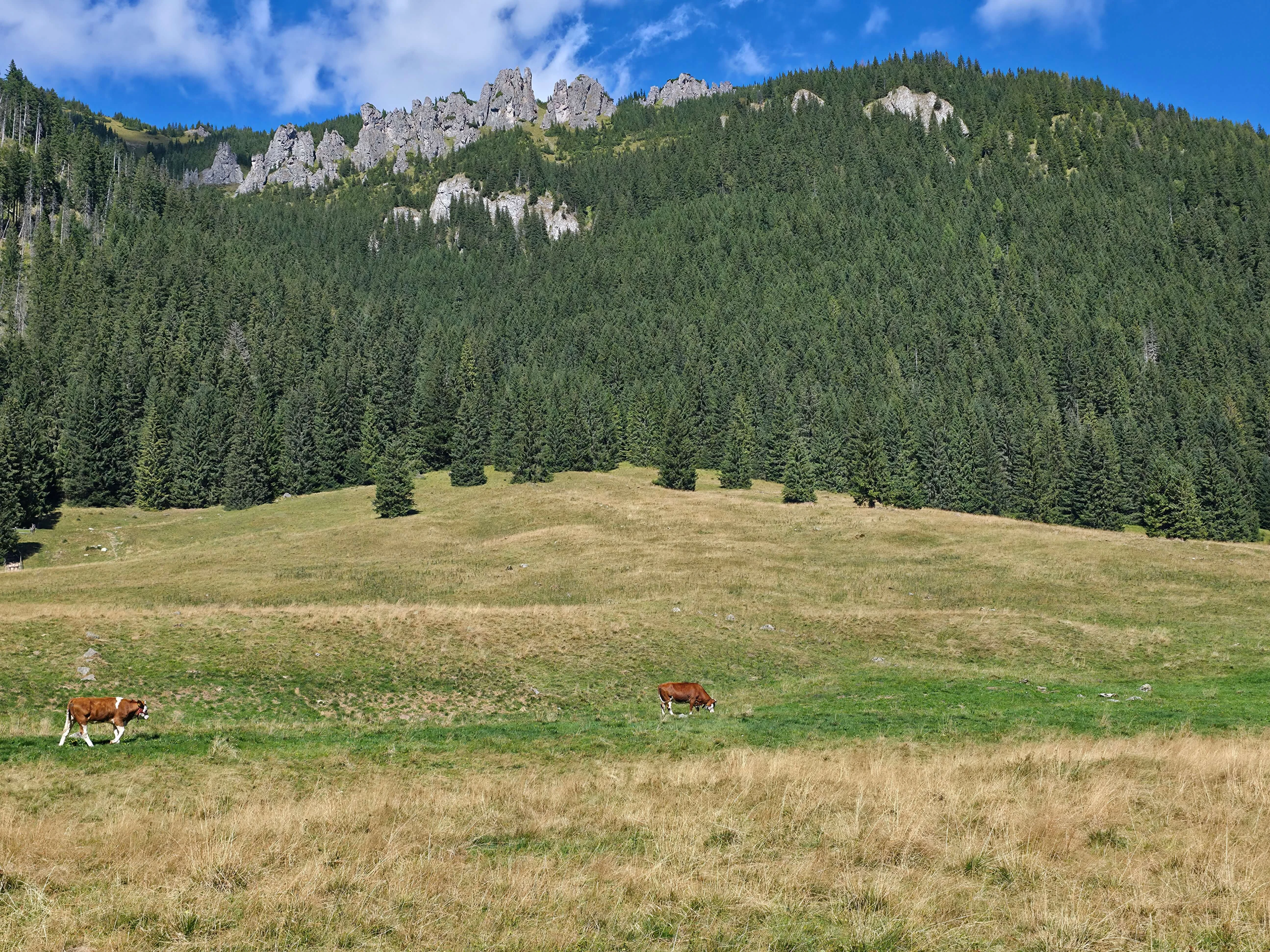 Grzes rakon wrzesien 2026 – Chochołowska Valley, Grześ, Rakoń, photo 24