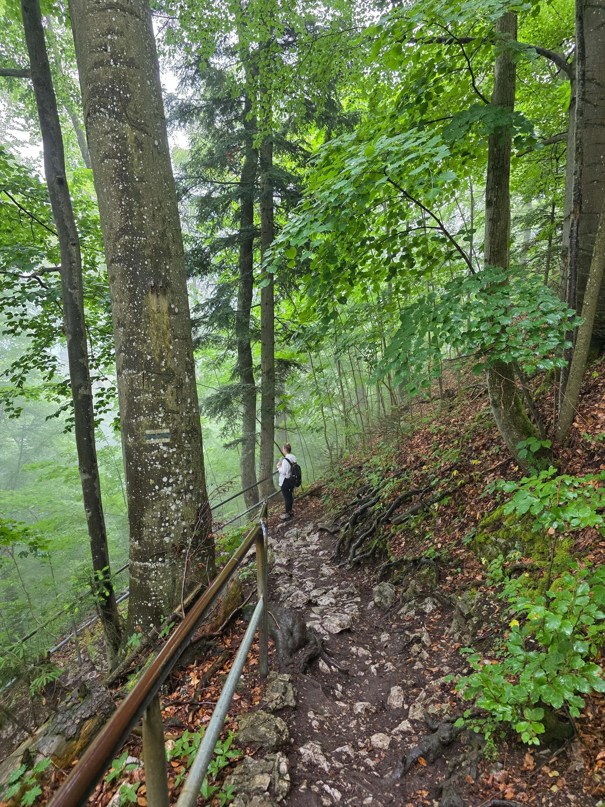 Pieniny lipiec 2026 – Pieniny - Sokolica i Trzy Korony, zdjęcie 49