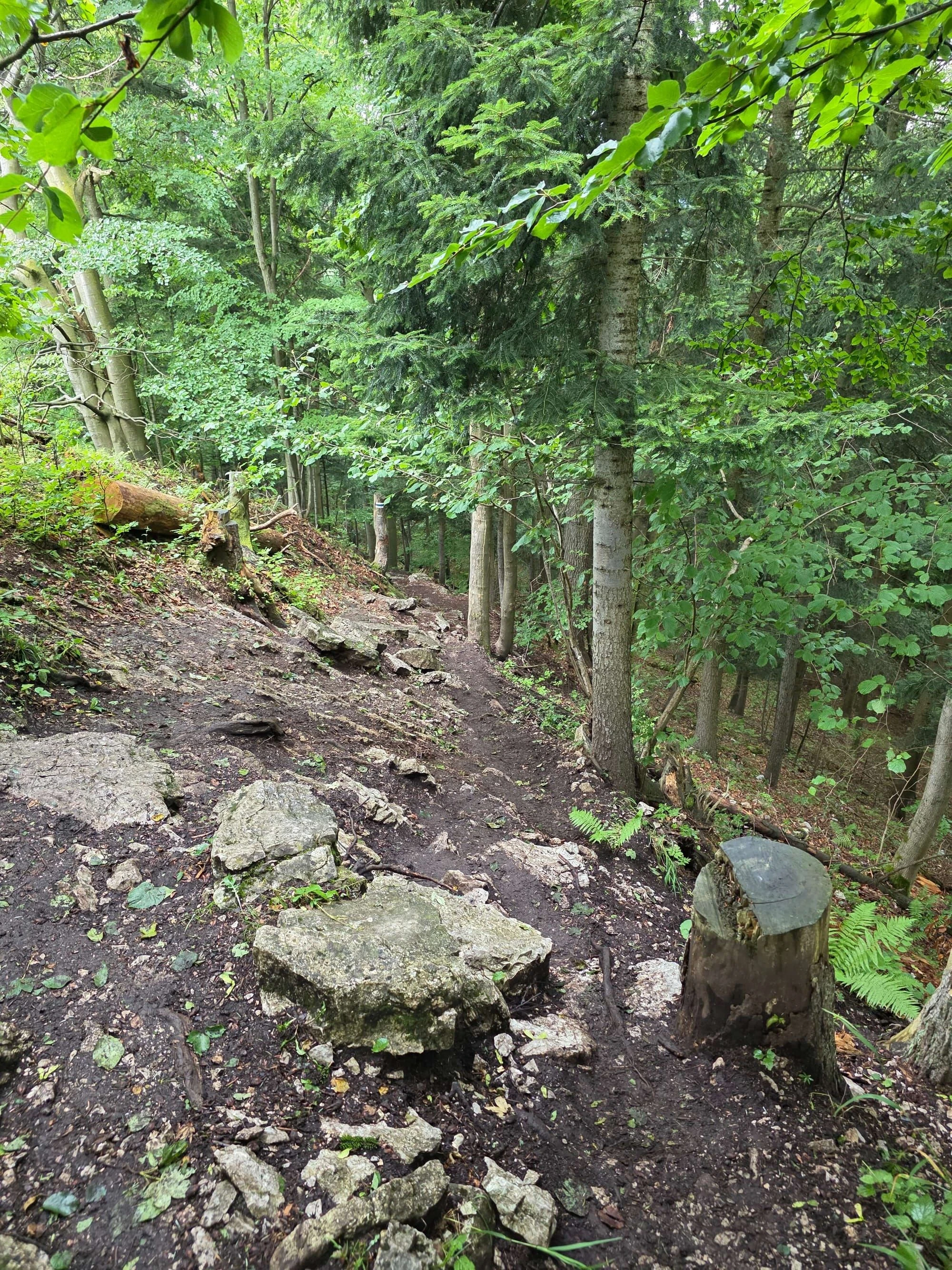 Pieniny lipiec 2026 – Pieniny - Sokolica i Trzy Korony, zdjęcie 84