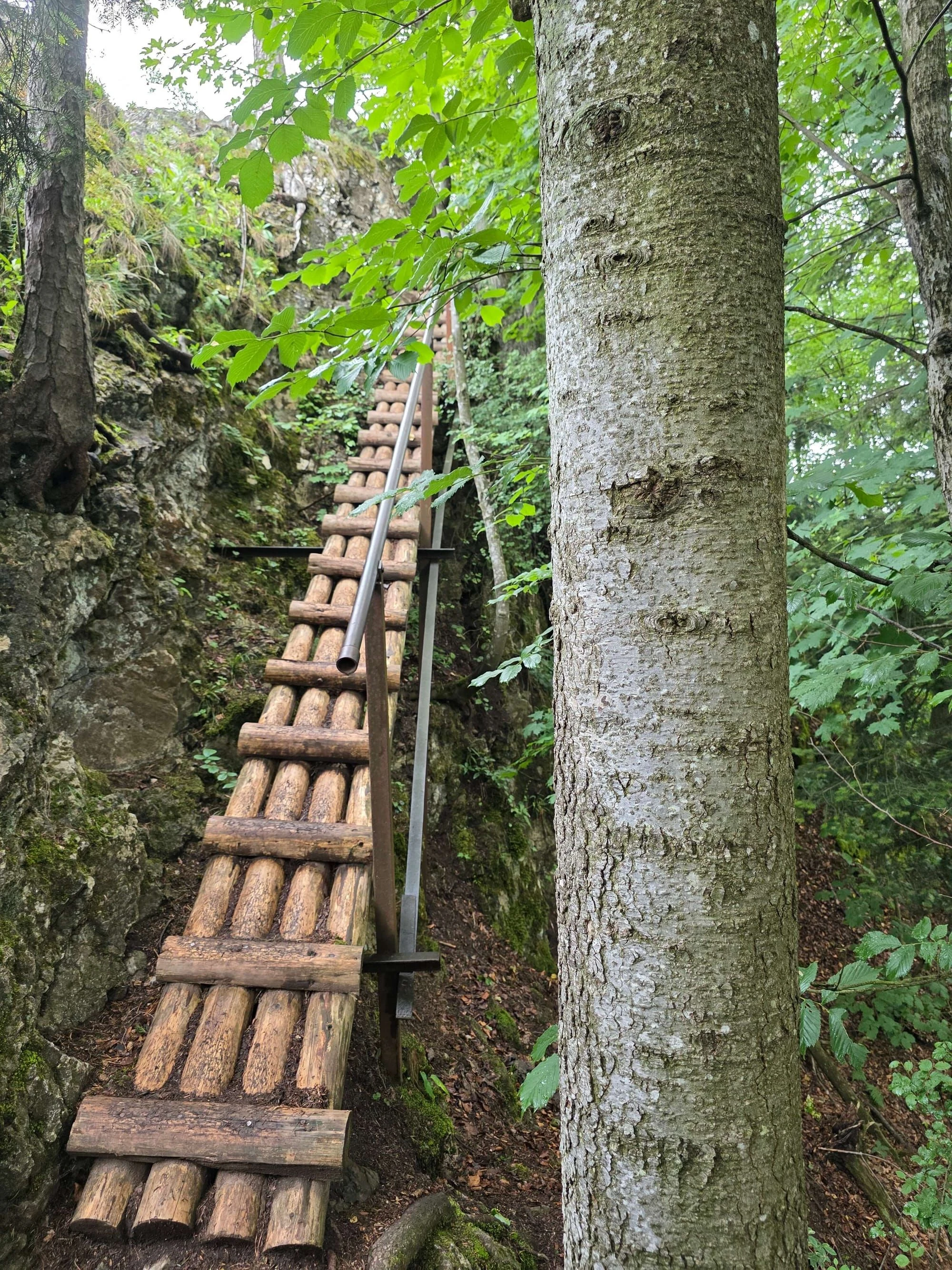 Pieniny lipiec 2026 – Pieniny - Sokolica i Trzy Korony, zdjęcie 13