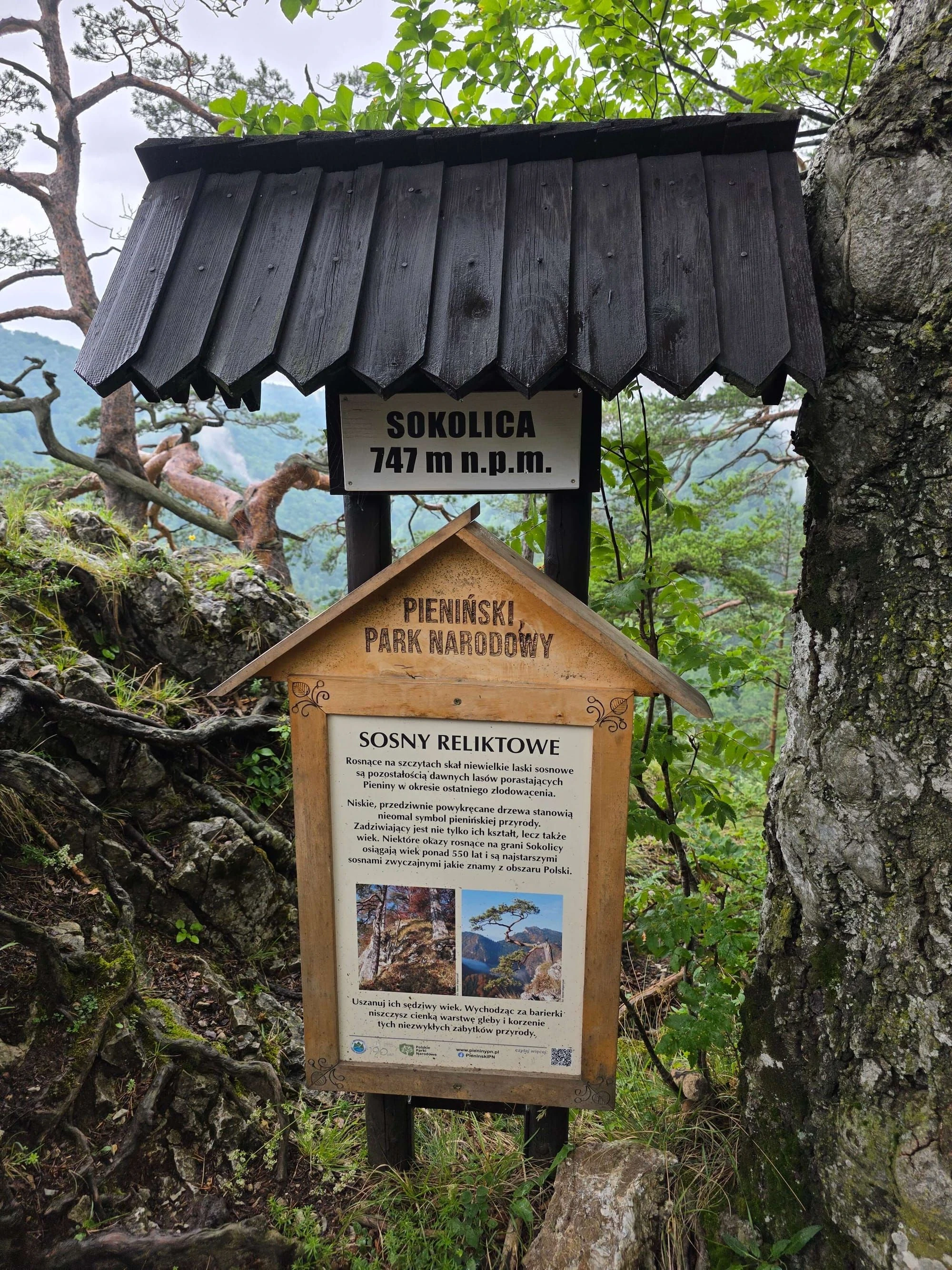 Pieniny lipiec 2026 – Pieniny - Sokolica i Trzy Korony, zdjęcie 37