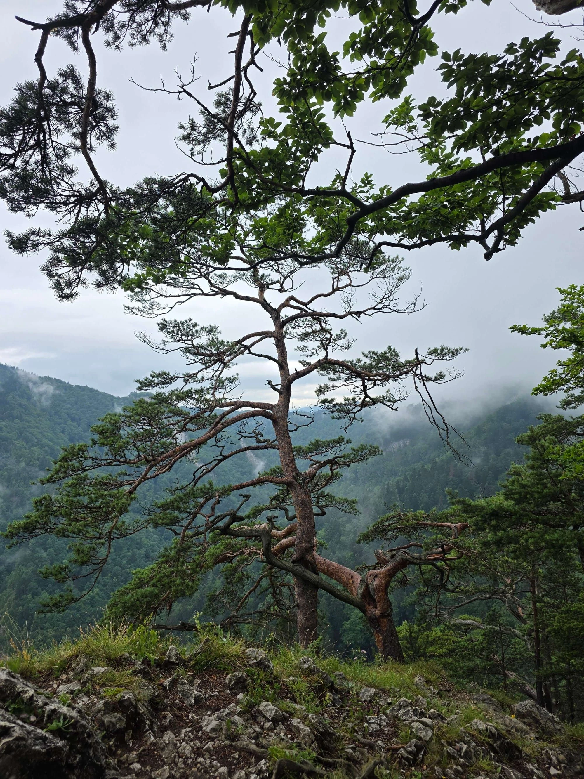 Pieniny lipiec 2026 – Pieniny - Sokolica i Trzy Korony, zdjęcie 38