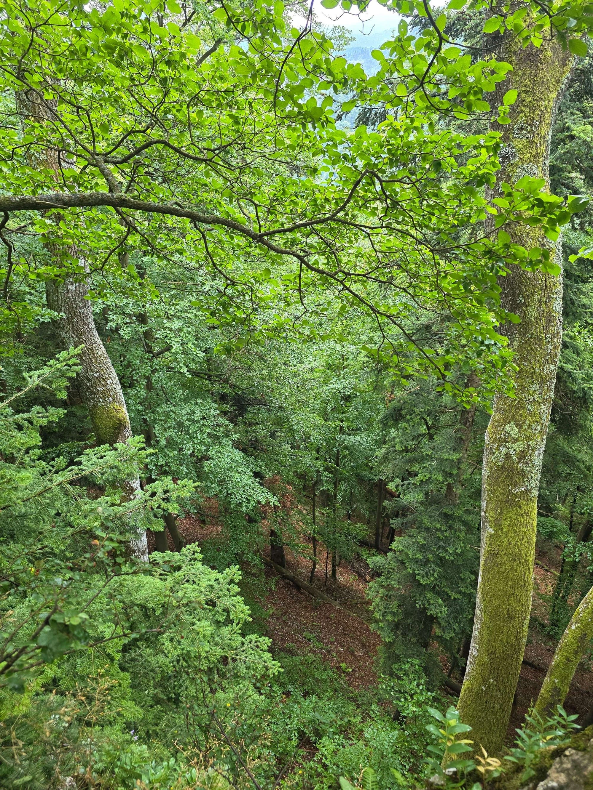 Pieniny lipiec 2026 – Pieniny - Sokolica i Trzy Korony, zdjęcie 60