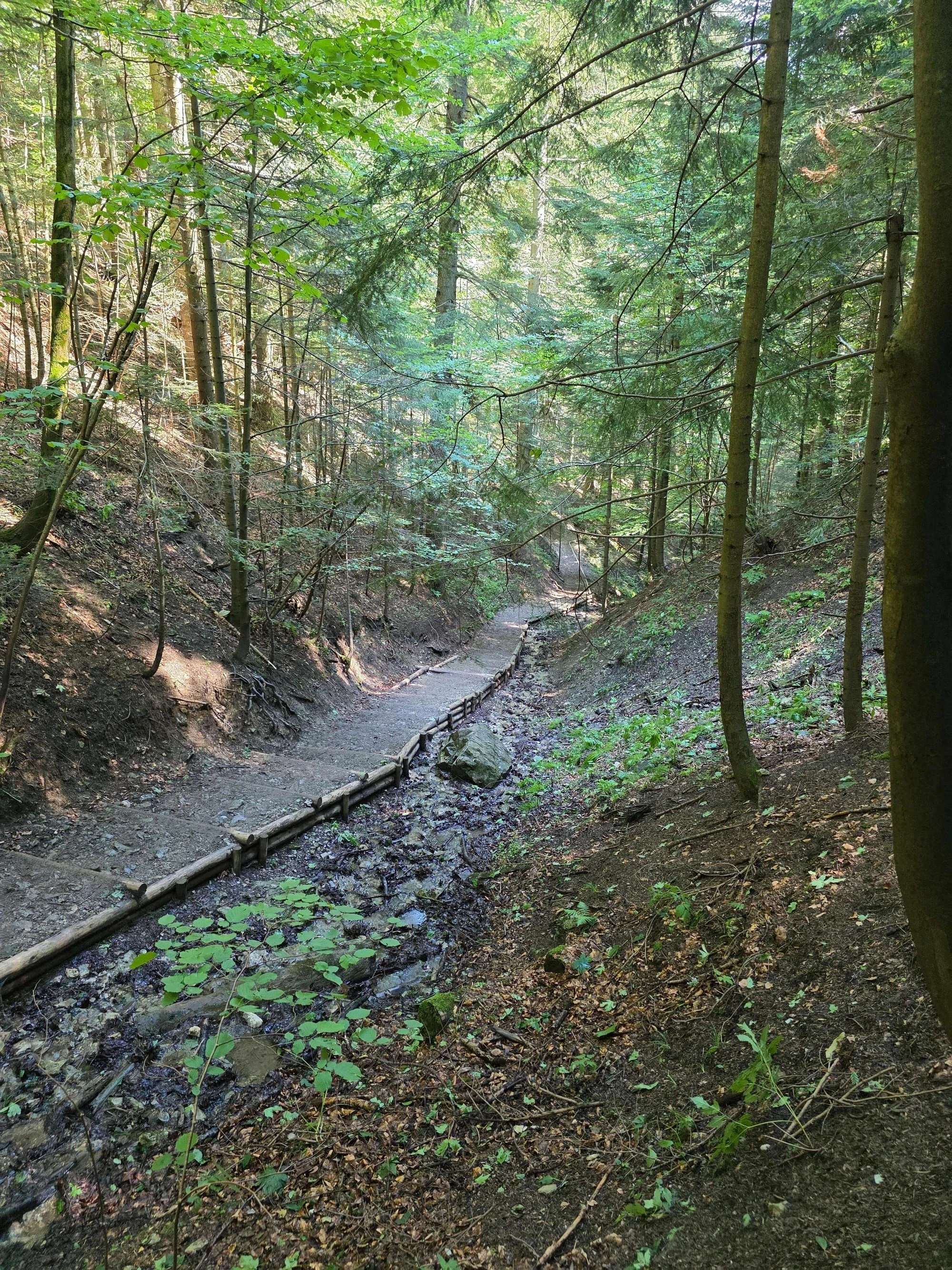 Pieniny lipiec 2026 – Pieniny - Sokolica i Trzy Korony, zdjęcie 74