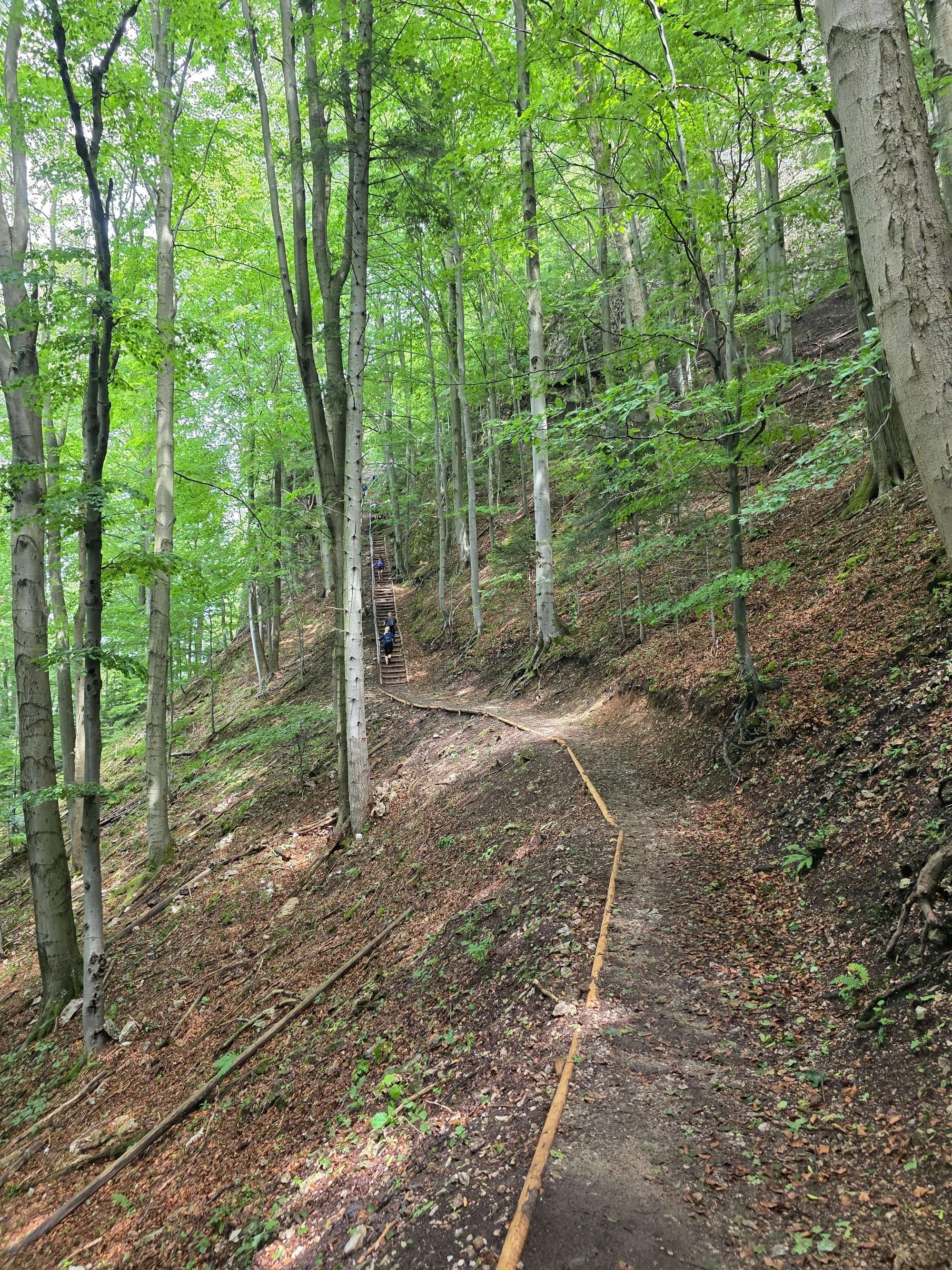 Pieniny lipiec 2026 – Pieniny - Sokolica i Trzy Korony, zdjęcie 46
