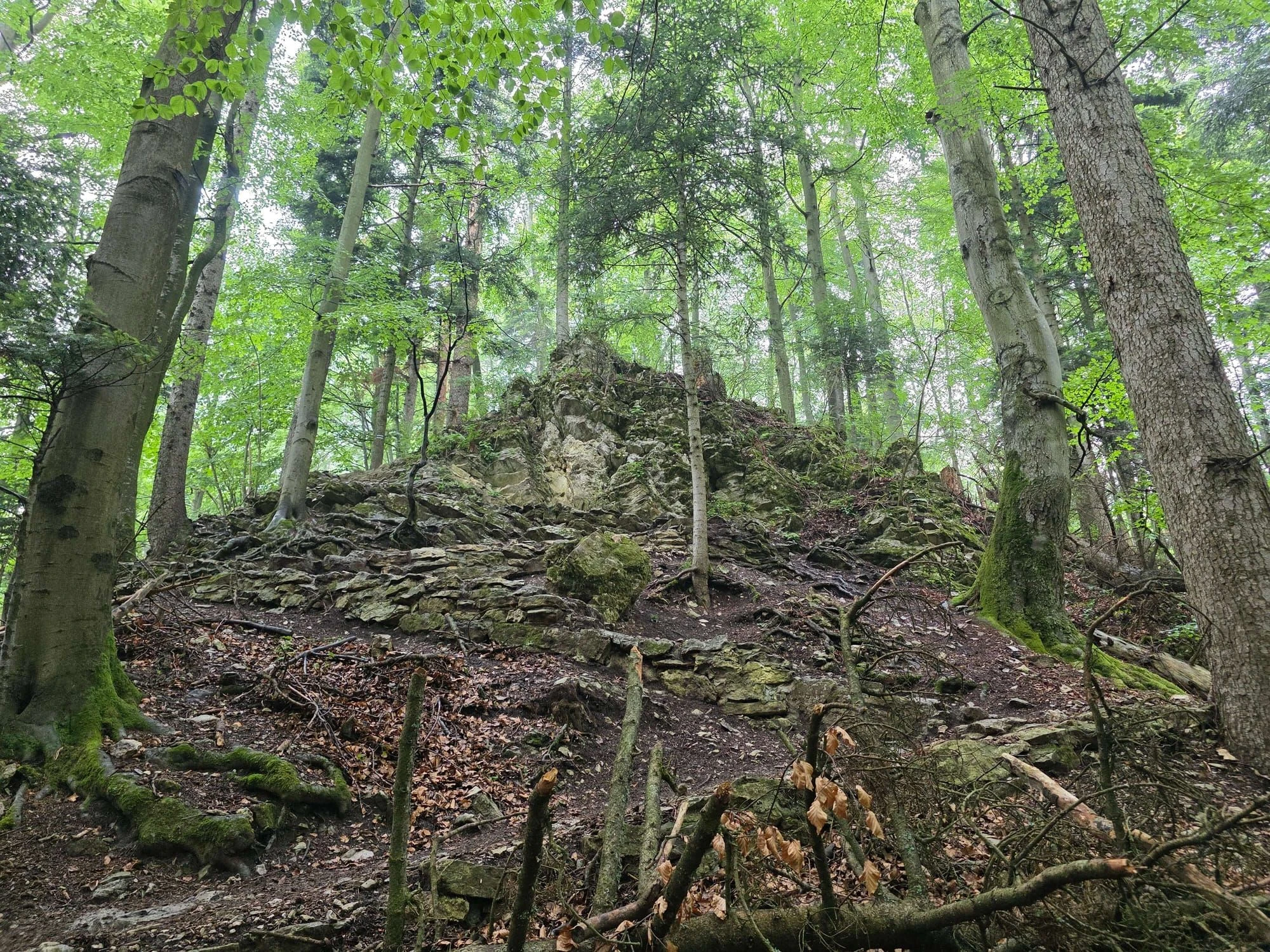 Pieniny lipiec 2026 – Pieniny - Sokolica i Trzy Korony, zdjęcie 24