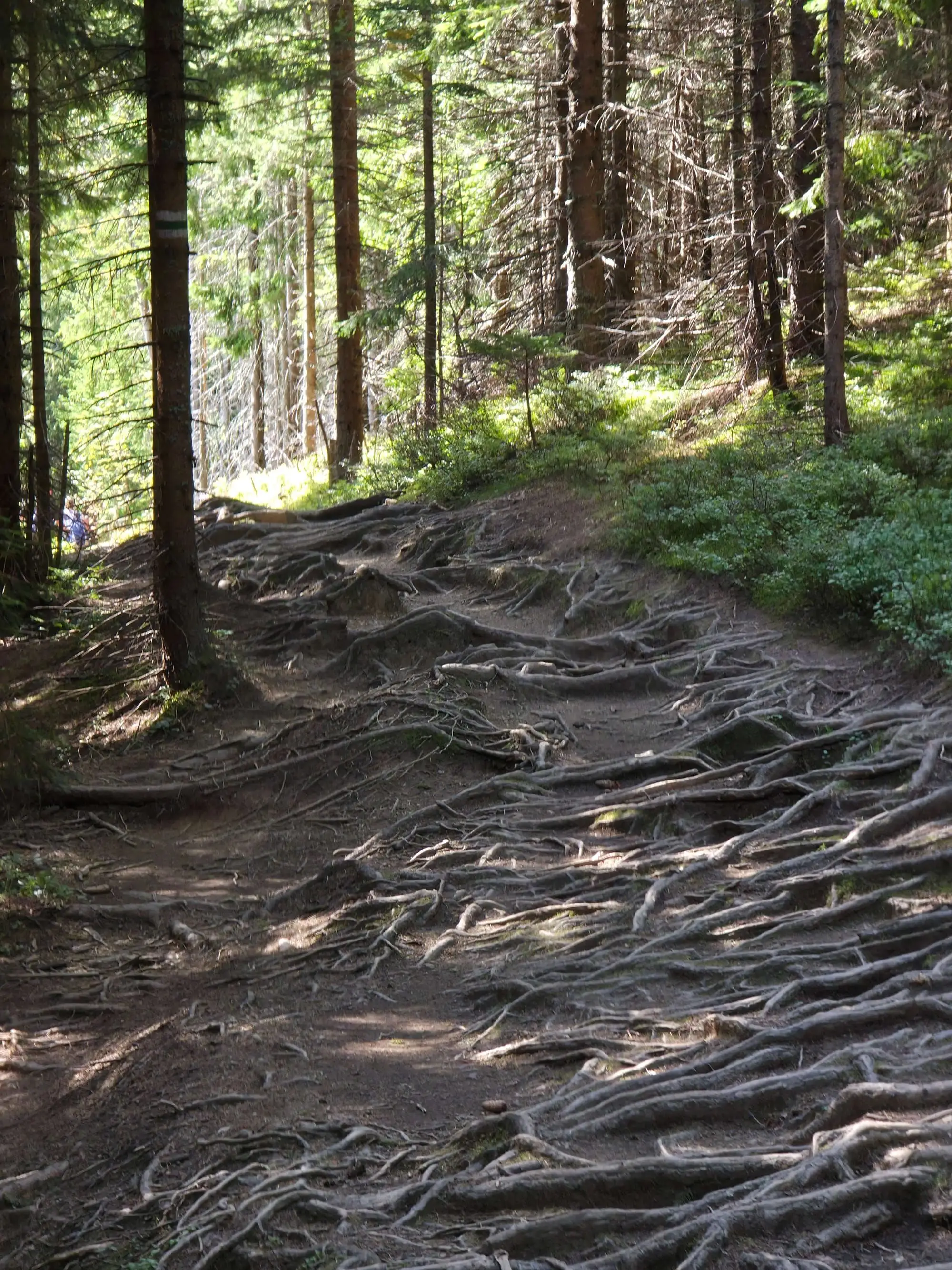 Rusinowa polana gesia szyja wrzesien 2026 – Photo from trail Rusinowa Polana and Wiktorówki, photo 19