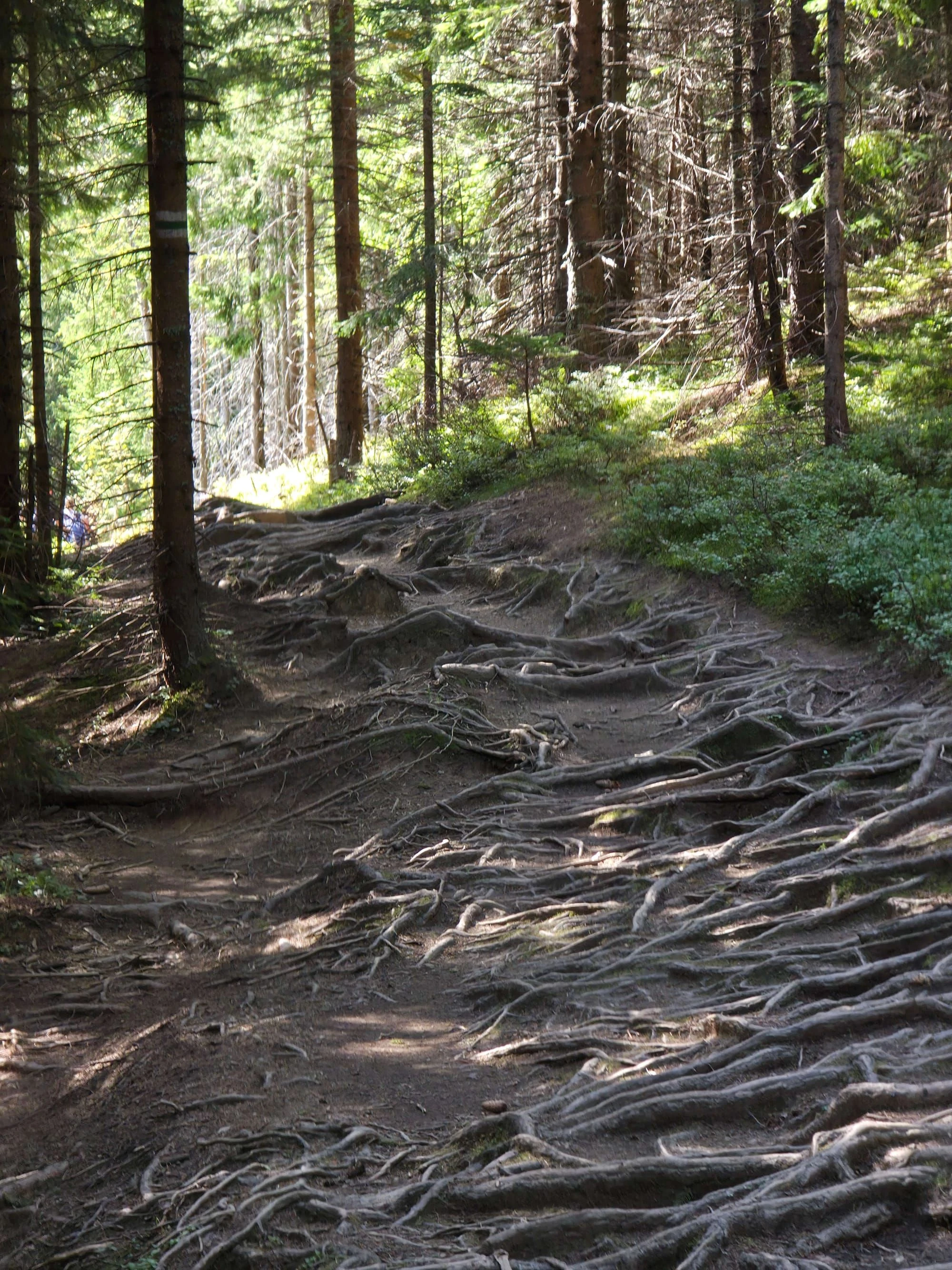 Rusinowa polana gesia szyja wrzesien 2026 – Rusinowa Glade, Gęsia Szyja, photo 48