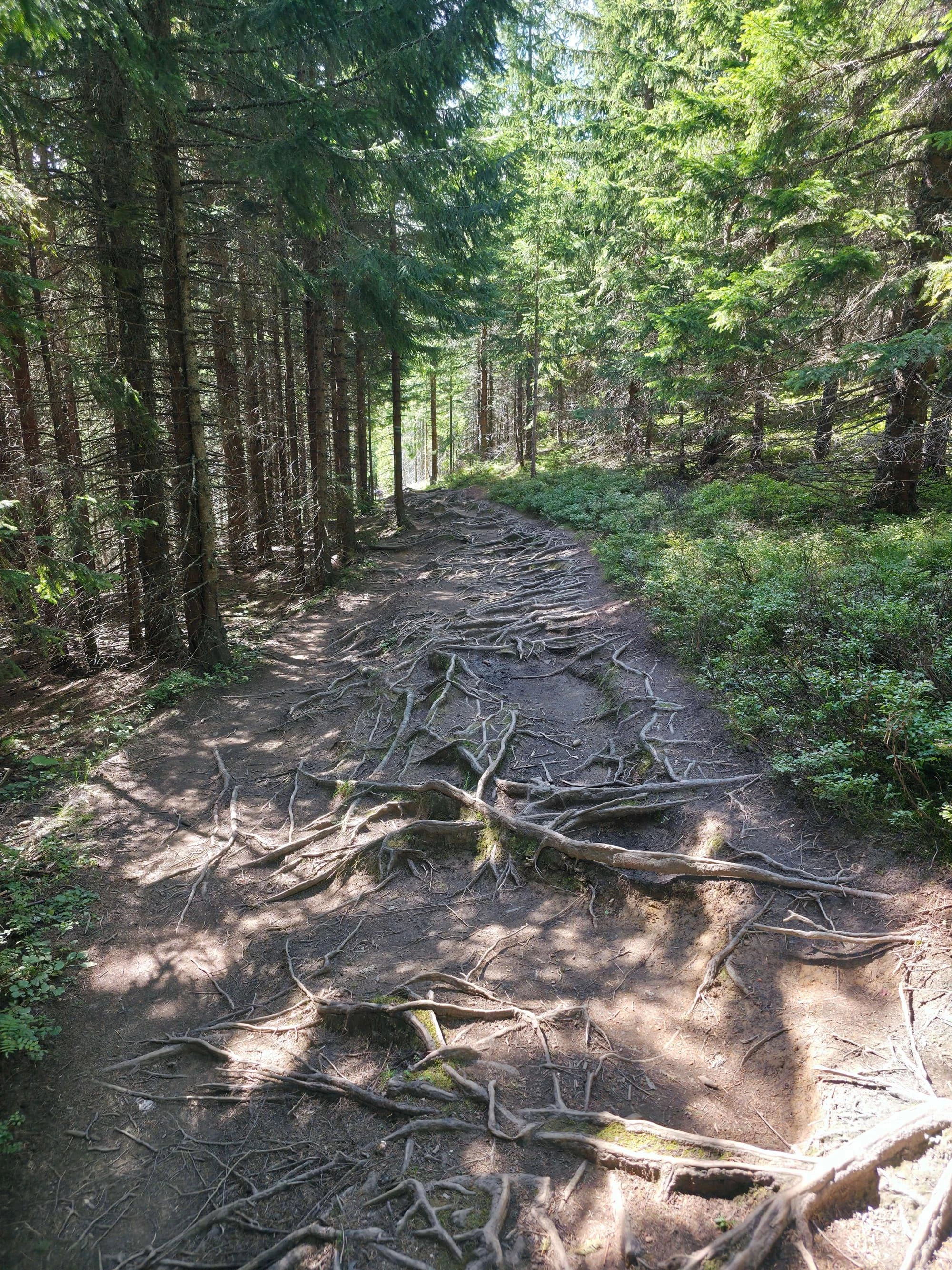 Rusinowa polana gesia szyja wrzesien 2026 – Rusinowa Glade, Gęsia Szyja, photo 14
