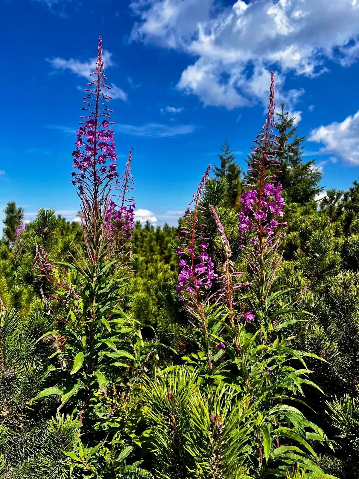 Dolina Pięciu Stawów i MOKO