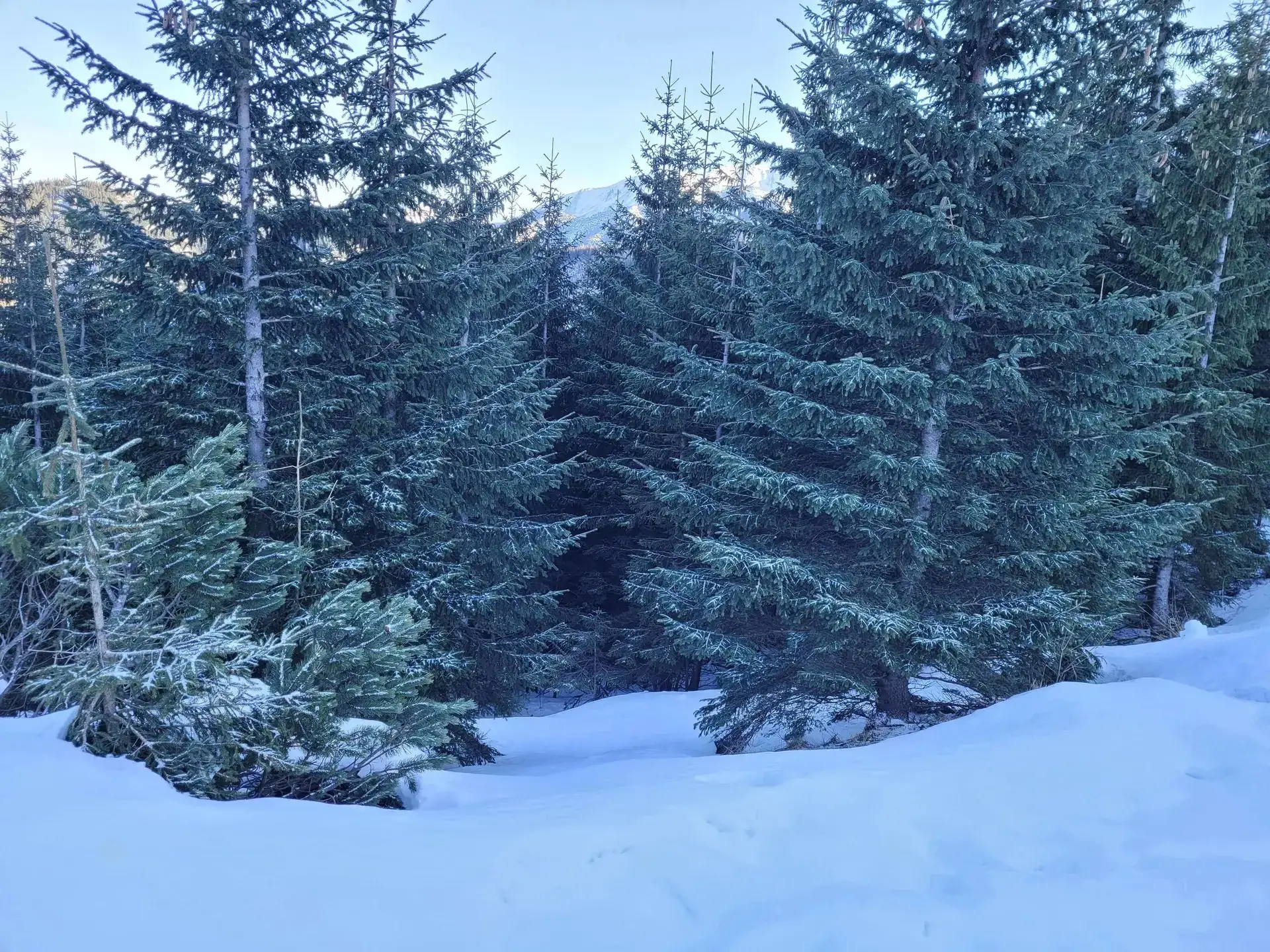 Grudzien 2023 – Photo from trail Sarnia Skała, photo 15
