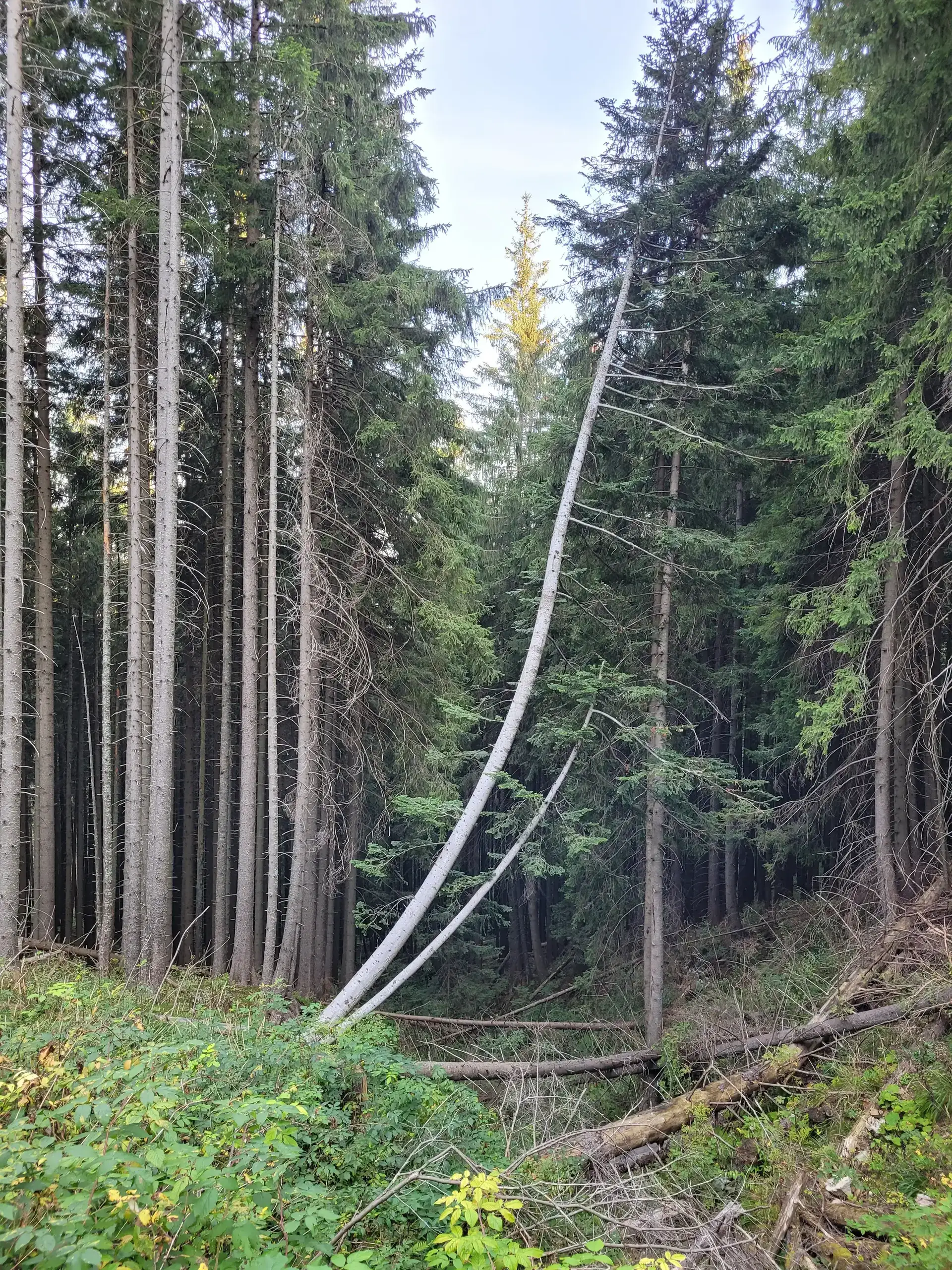Kasprowy wierch czerwone wierchy giewont wrzesień 2024 – Kasprowy Wierch - Czerwone Wierchy (to Kopa Kondracka) - Giewont, photo 30